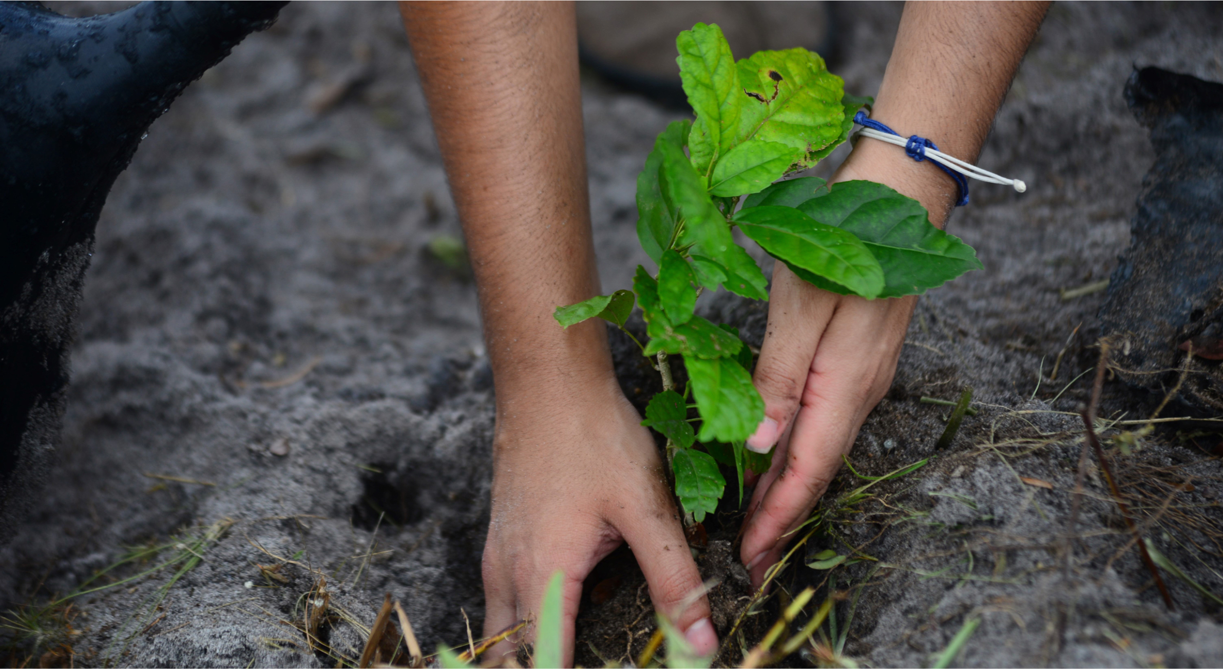 Treeapp planting trees Treeapp_planting_trees