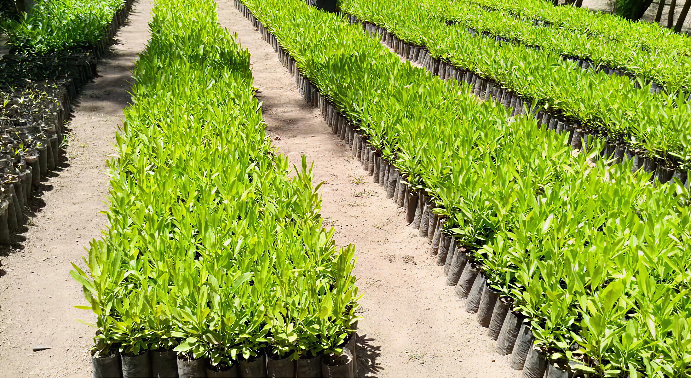 Treeapp saplings in Ethiopia Treeapp_saplings_in_Ethiopia