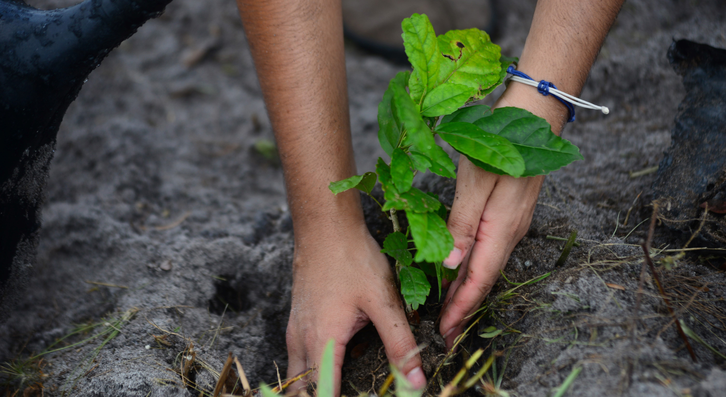 Treeapp tree planting worldwide Treeapp-tree-planting-worldwide