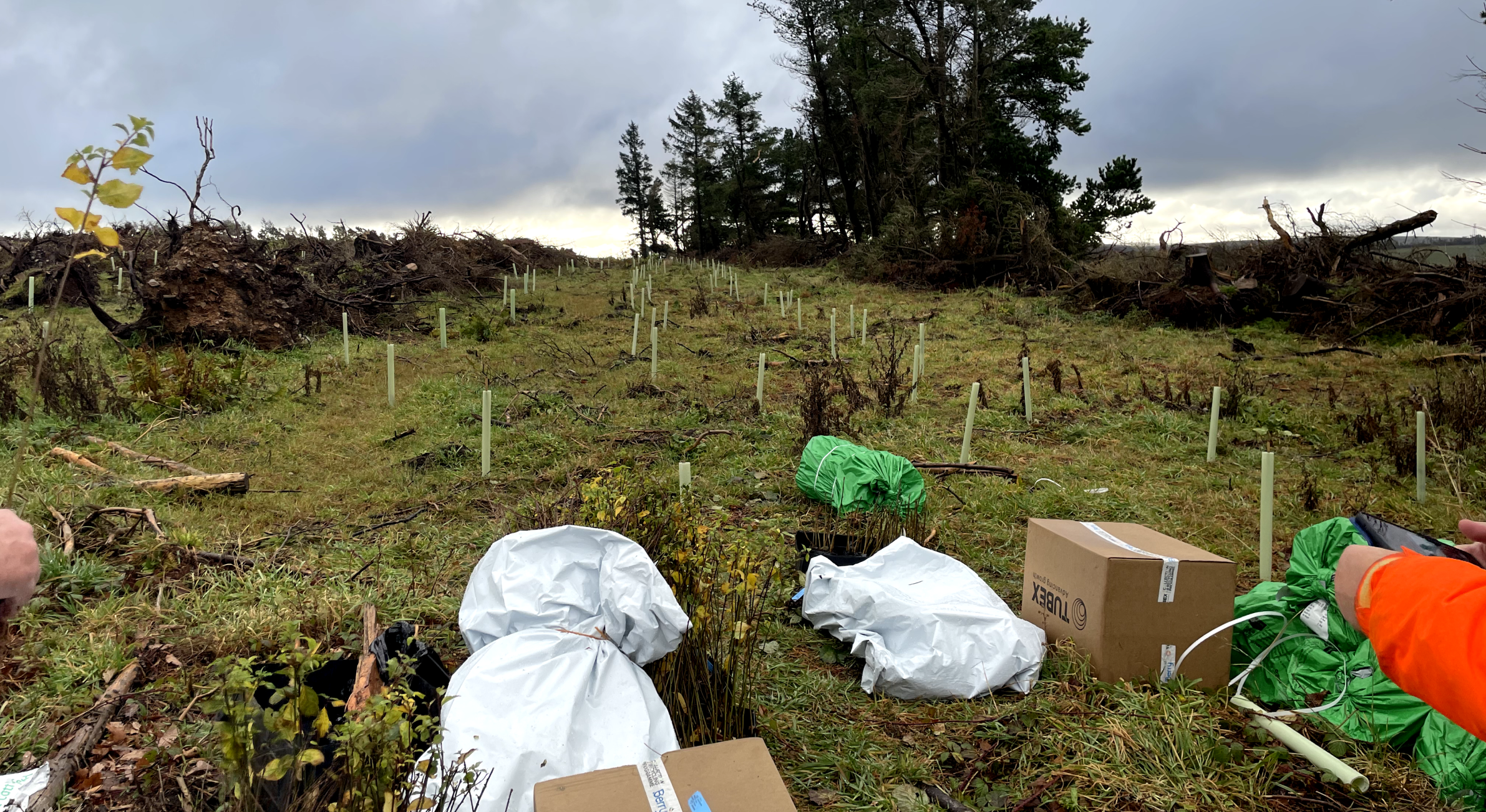 tree-planting-for-businesses