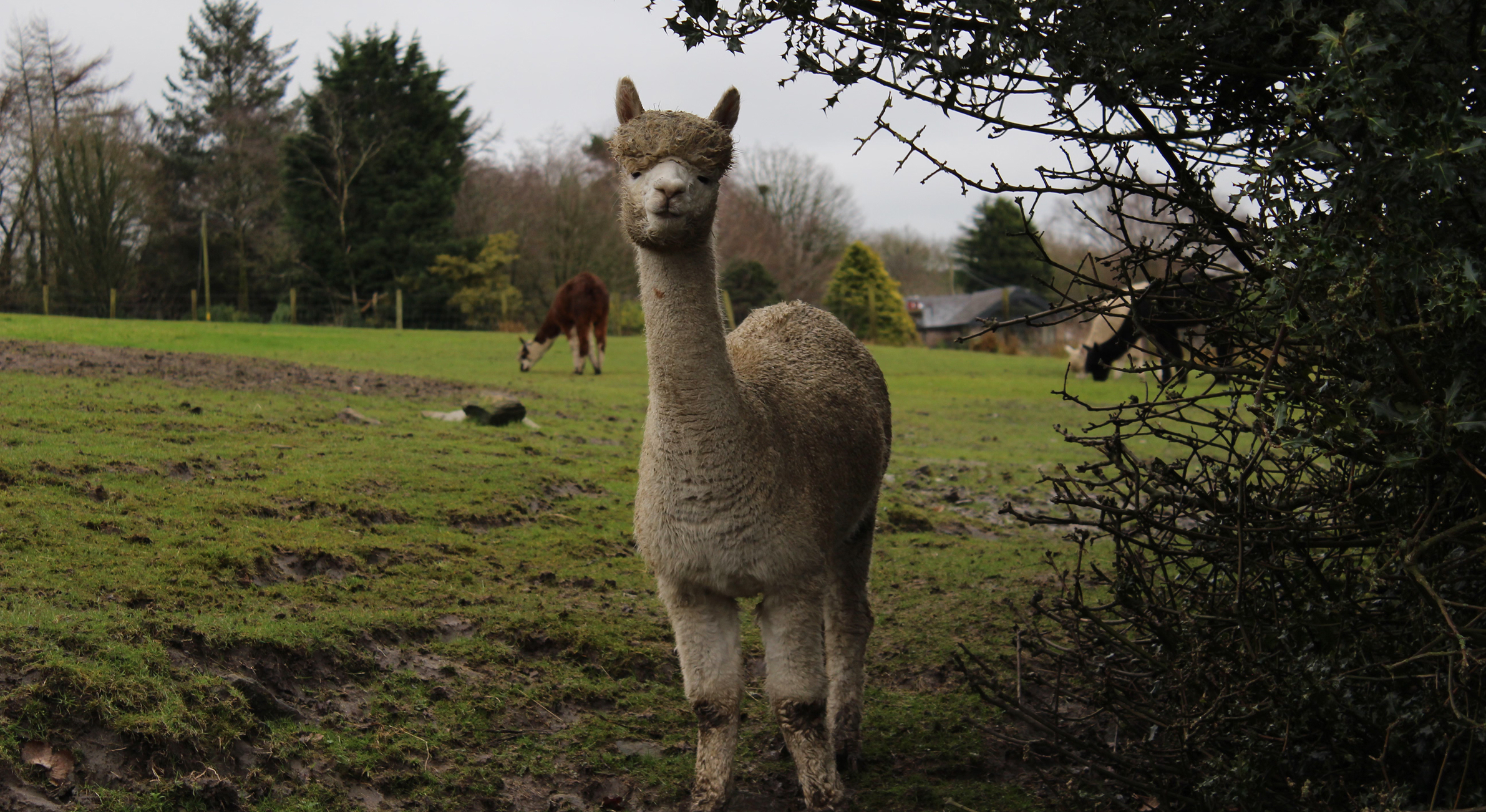 Corporate tree planting with Treeapp Corporate_tree_planting_with_Treeapp