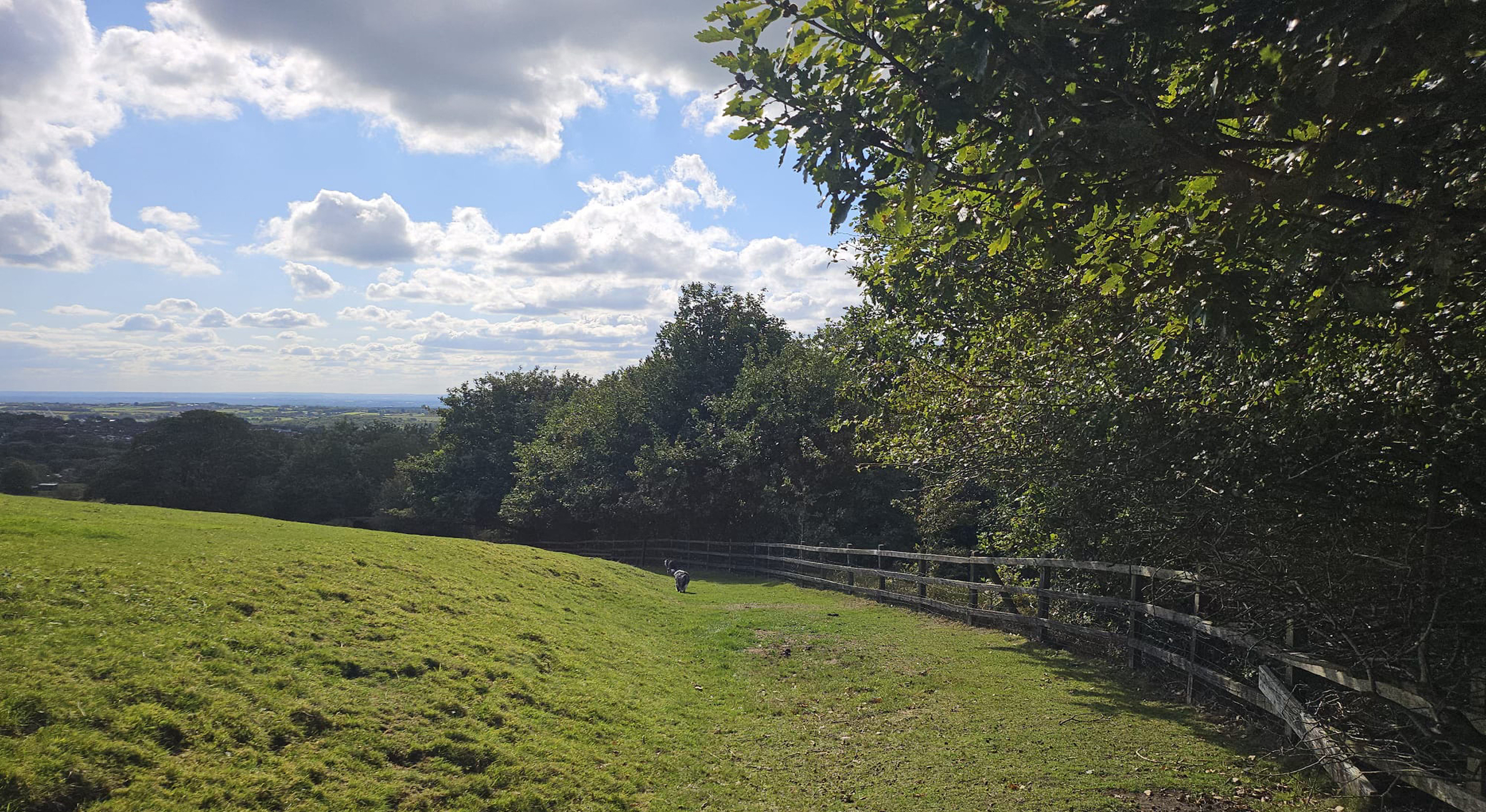 Tree planting for businesses with Treeapp Tree_Planting_for_businesses_with_Treeapp