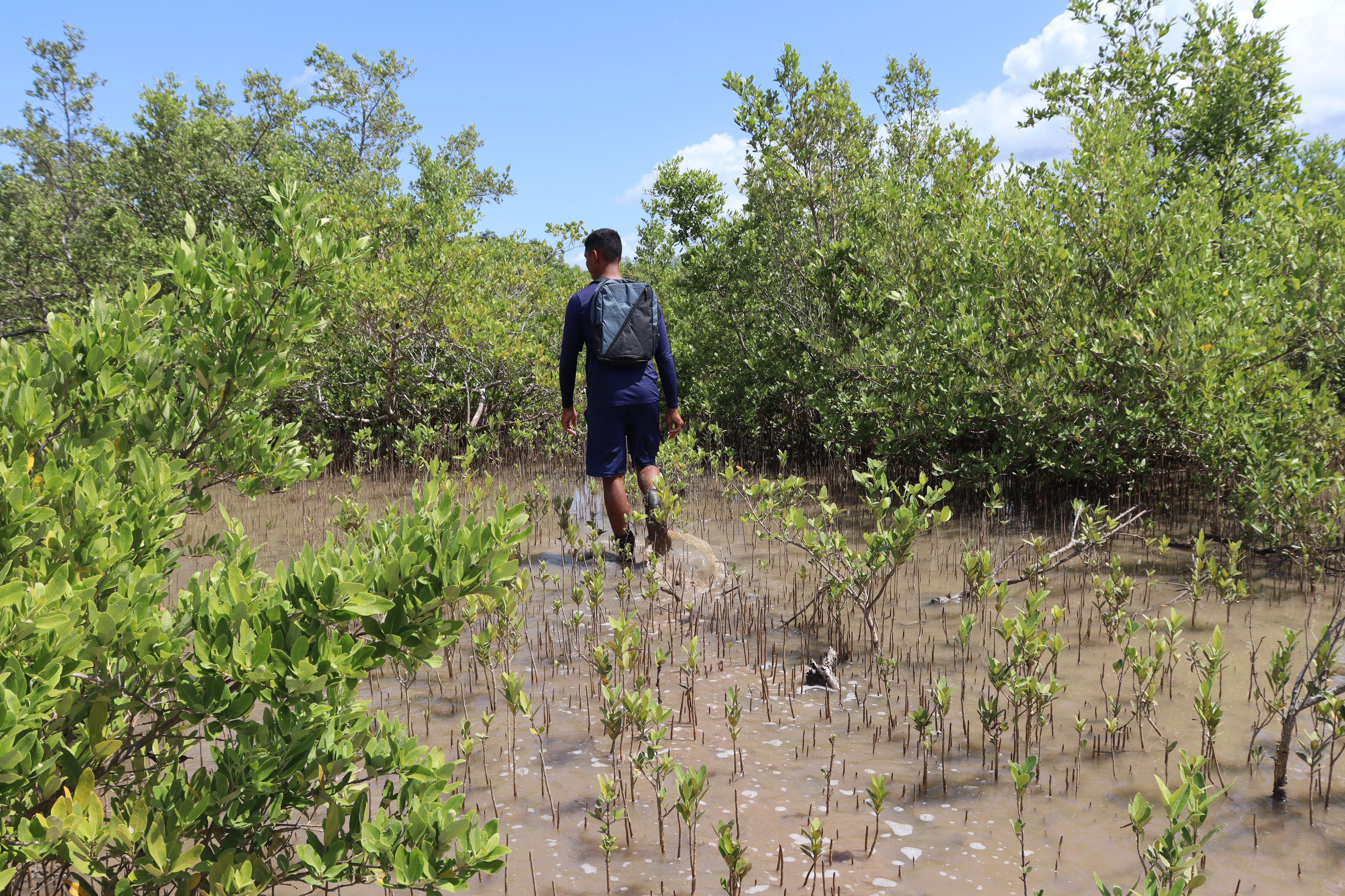 Brazil Treeapp planting site Brazil_treeapp_planting_site