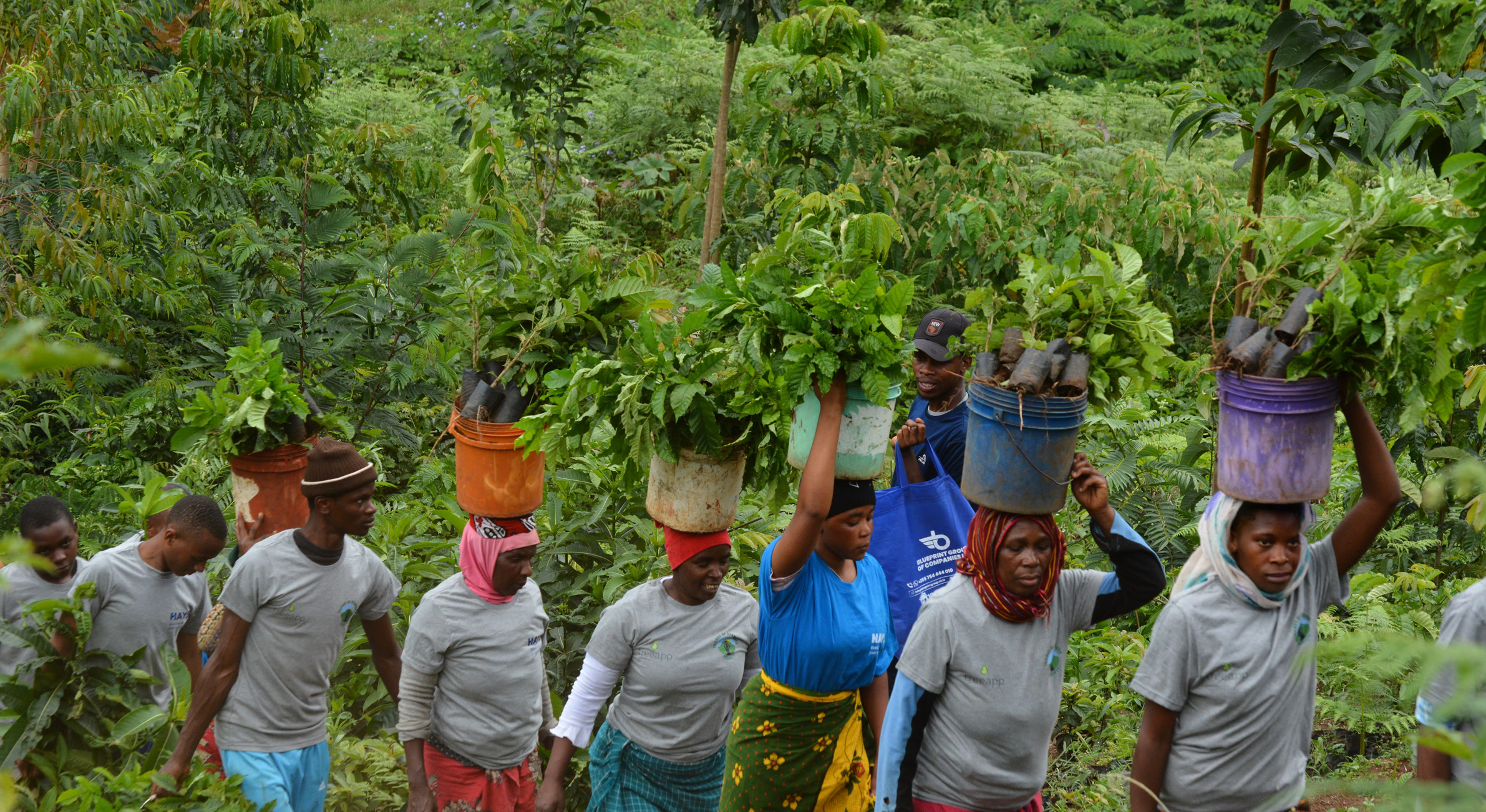 Tree planting for businesses with Treeapp Tree_Planting_for_businesses_with_Treeapp