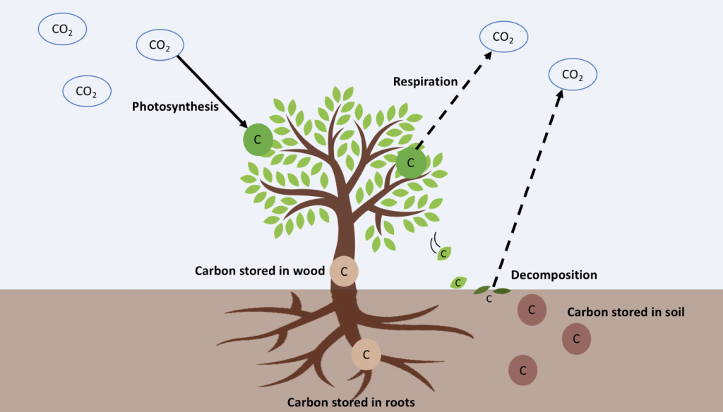 Treeapp how much carbon does one tree absorb