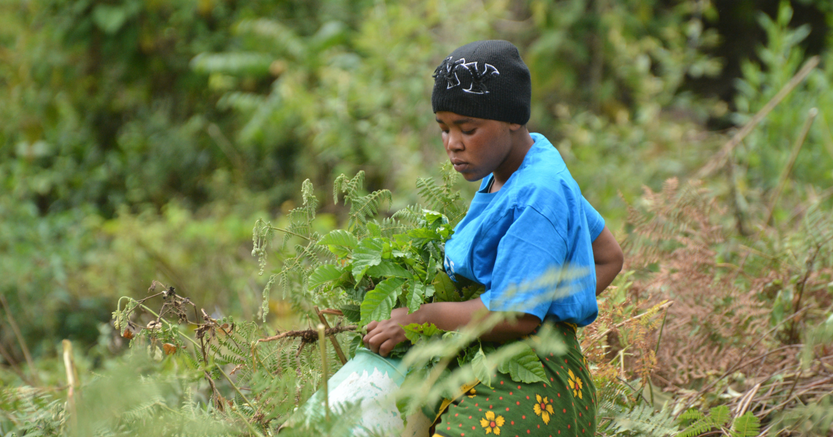 treeapp-planting-in-tanzania